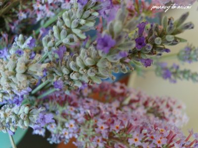 lavanta-bilinmen-yonleri