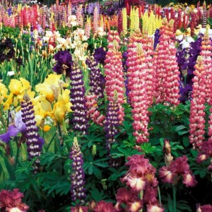 renrenkaslanazieklerirg9