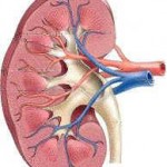 Böbreğin vücut için yararları