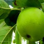 yeşil elma faydaları
