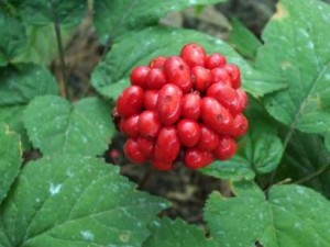 Ginseng-Bitkisi