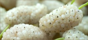 Beyaz Dutun Faydaları