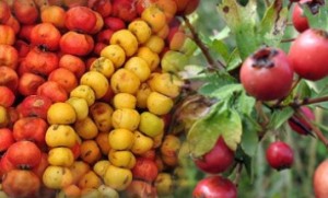 Ahmet Maranki kronik çarpıntı kürü