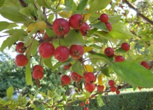 Japon elmasının yararları