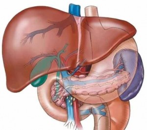 karaciğer enzimlerini nasıl düşer 