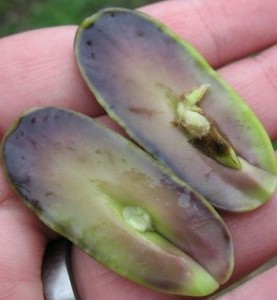 dikotiledon bitkilerin genel özellikleri