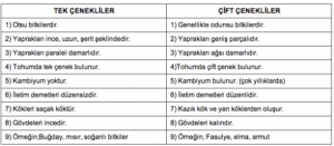 tek-cenekli-ve-cift-cenekli-bitkilerin-farklari