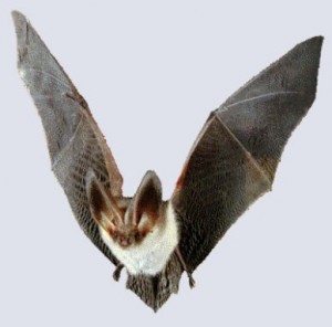 Yarasa omurgalı mıdır