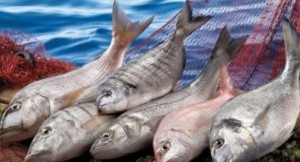 Taze balık nasıl seçilir