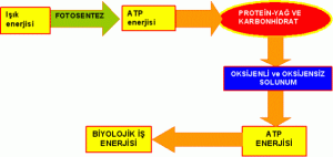 ATP enerjisi