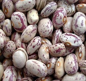 Filizlenmiş taze barbunya yenir mi?