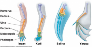 Yarasaların Özellikleri, Yarasaların kemikleri ne işe yarar, Yarasa Kemikleri ne için kullanılır, Yarasaların Kemikleri 