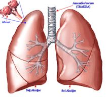 Akciğer-anatomisi-