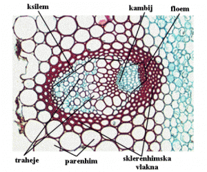 Ksilem ve floemin yapısı 