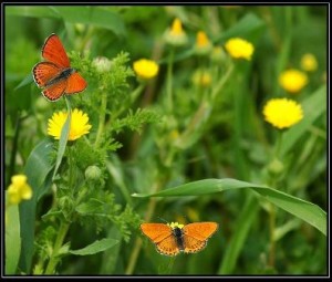 Bitki ve hayvanların canlılık özellikleri 
