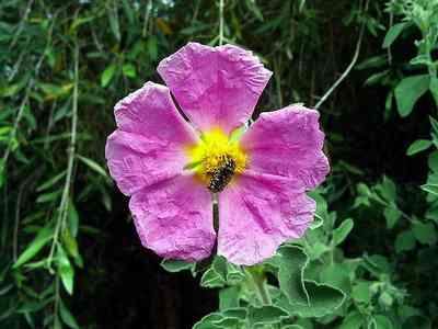 Cistus_incanus