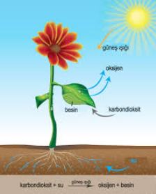 fotosentez-yapmayan-bitkiler