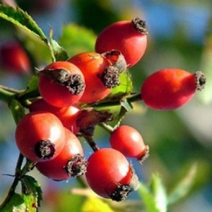 kusburnu-cayinin-hazirlanisi