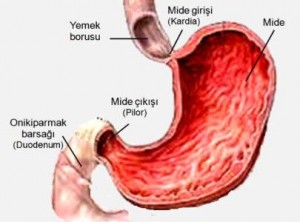 Mide Duvarının Kalınlaşması