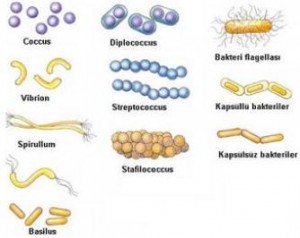 Bakteriler