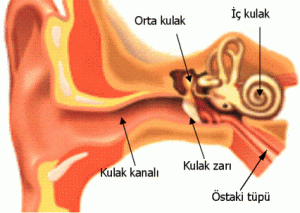 Kulakta sıvı toplanması bitkisel tedavi