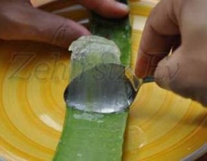 aloe-vera3