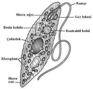 Kamçılı Protistler