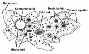Kök Ayaklı Protistler