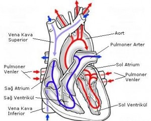 Kalp damarlarının isimleri ve görevleri