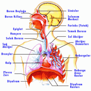 solunum_sistemi