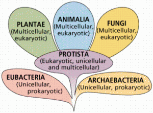 protista