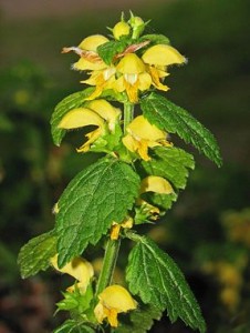 sari-balli-baba-bitkisi