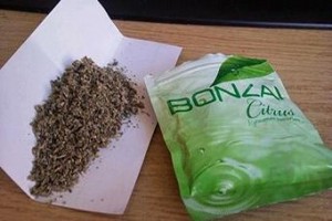 bonzai-nedir
