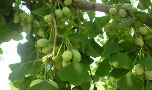 China_Ginkgo_Biloba