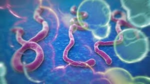 ebola-virusu