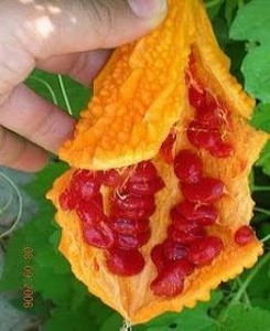 kudret-narinin-yararlari