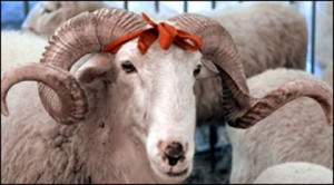 kurbanlik-koyun
