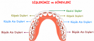 dislerimiz-gorevleri