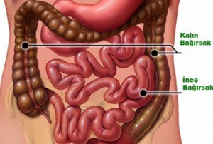 kalin-ve-ince-bagirsagin-gorevleri