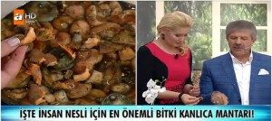 Ahmet Maranki Kanlıca Mantarının yararları