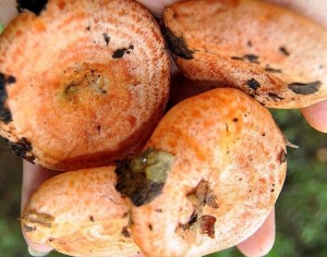 kanlica_mantari_reishi_mushroom_kultur_mantari_yetistiriciligi_mantarcilik