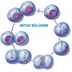 mitoz-bolunme-