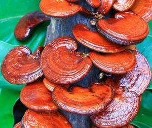 reishi-mantari
