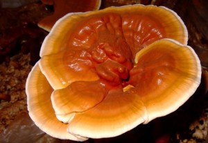 reishi-mantari