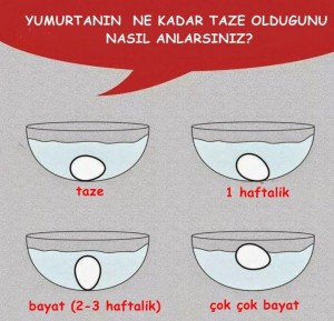 yumurta (1)