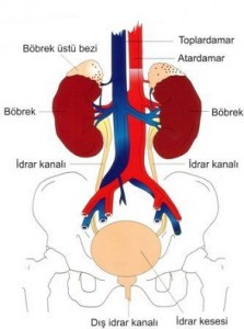 Hangi yapılar boşaltım yapar?