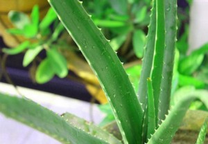 Aloe Vera İle Saç Maskesi