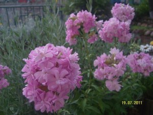 Bronşite iyi gelen bitkiler