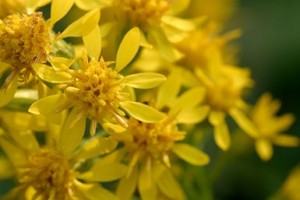 Altınbaşak otu sakinleştiriyor.