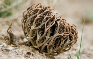 Meryem ana eli otu nasıl kullanılır?